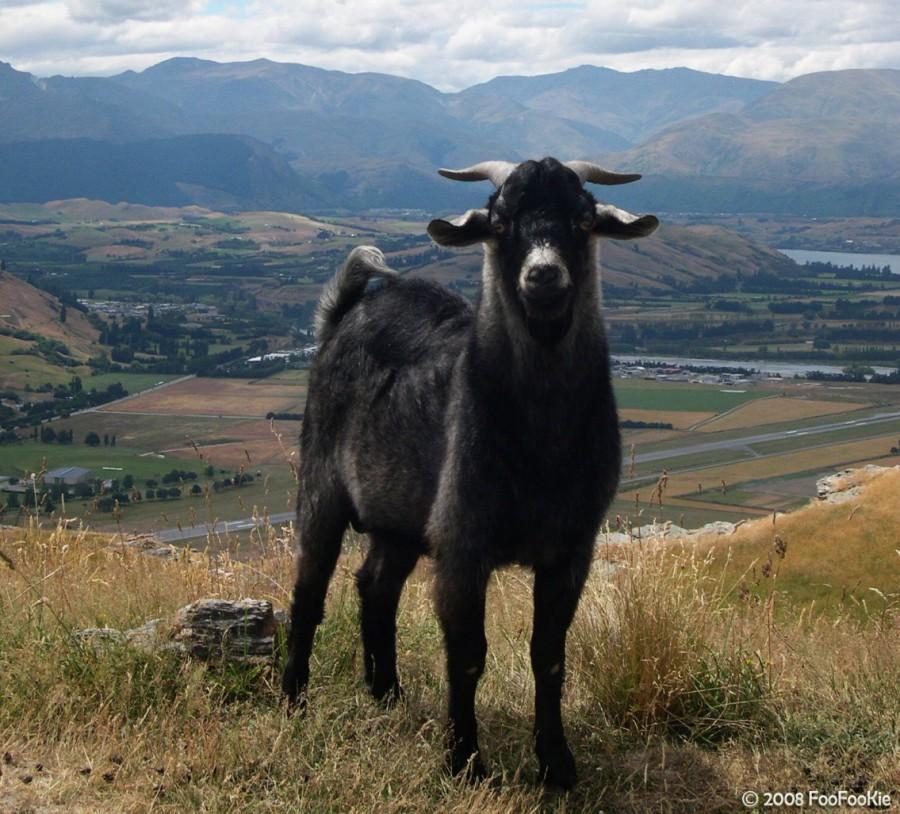 VIDEO! Caprele negre au coborat la altitudini mici