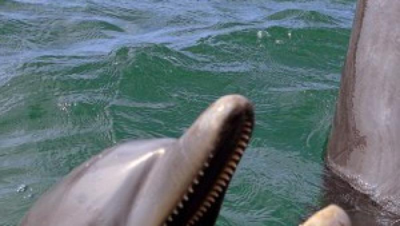Florida: Doi delfini au salvat viata unui caine