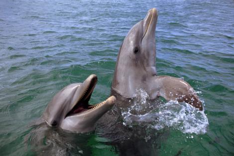 Florida: Doi delfini au salvat viata unui caine