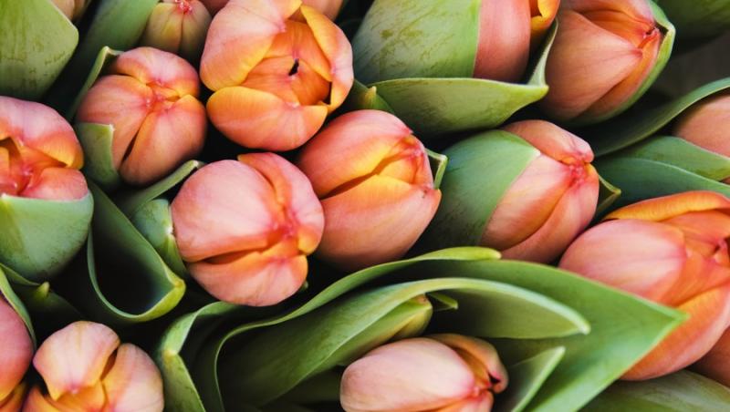 VIDEO! De 8 martie, florile se vand la preturi duble