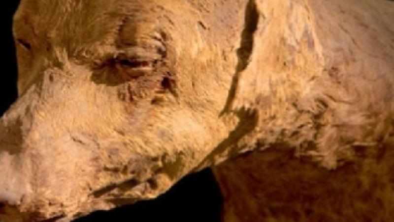 Milioane de mumii canine, gasite intr-o catacomba din Egipt