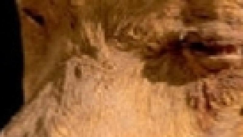 Milioane de mumii canine, gasite intr-o catacomba din Egipt