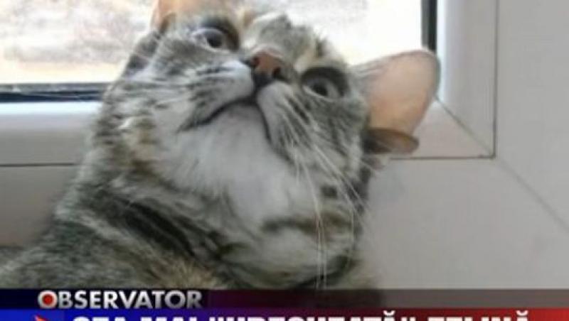 VIDEO! O pisica din Rusia are 5 urechi!