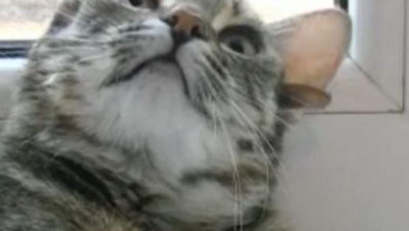 VIDEO! O pisica din Rusia are 5 urechi!
