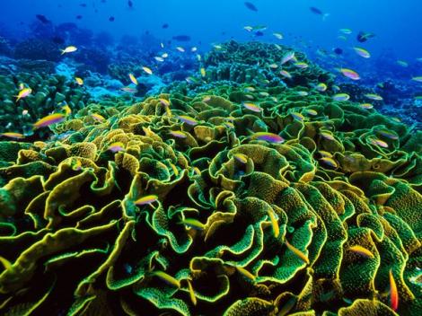 Arhipelagul Insulelor Pheonix - universul coralilor