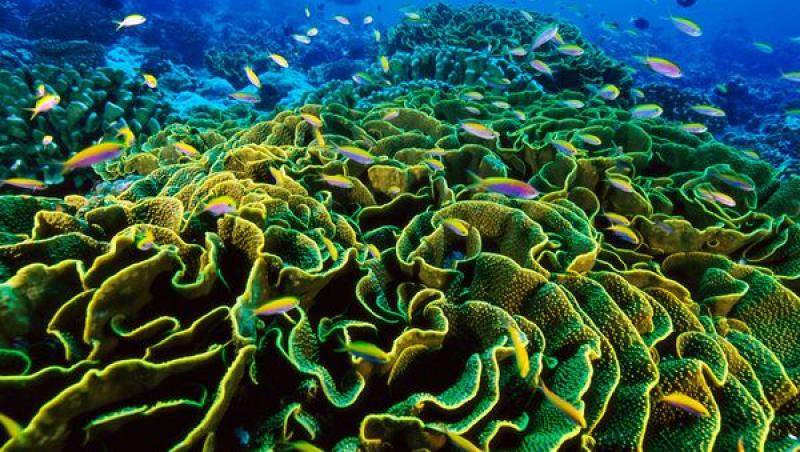 Arhipelagul Insulelor Pheonix - universul coralilor