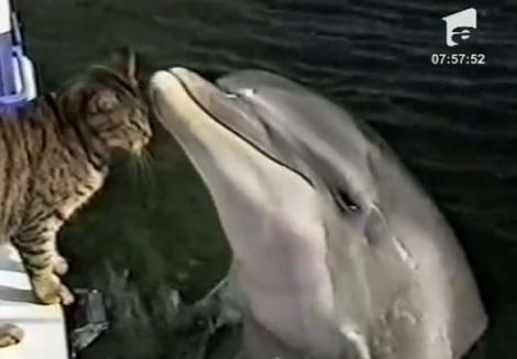 VIDEO! "Cuplu" neobisnuit intre o pisica si un delfin