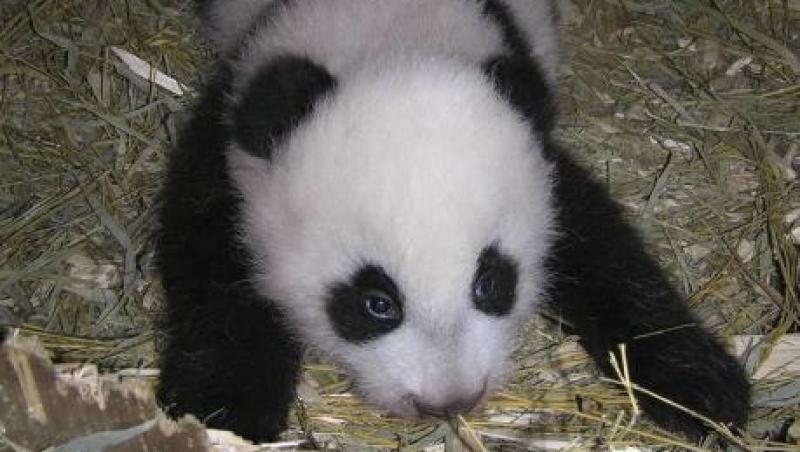 VIDEO! O noua vedeta la Viena: Fu Hu, ursul panda!