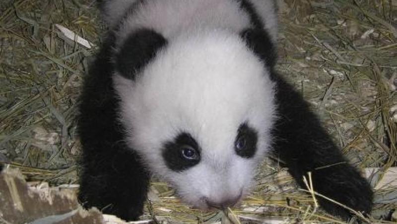 VIDEO! O noua vedeta la Viena: Fu Hu, ursul panda!