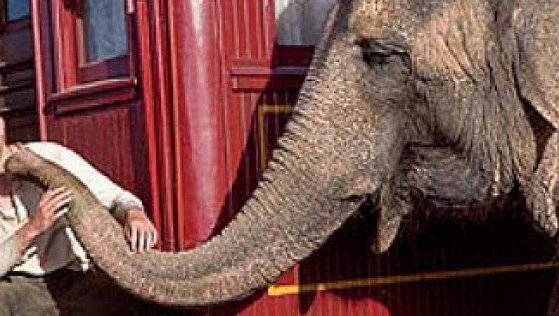 Robert Pattinson a plans dupa un elefant!