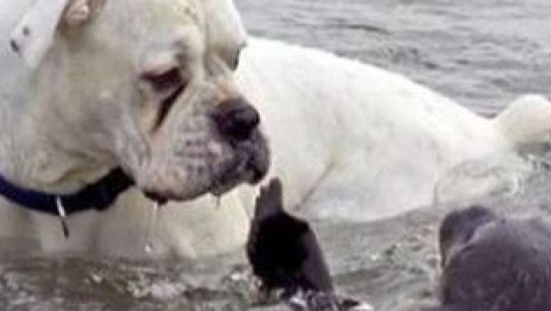 VIDEO! Boxer batut de o foca
