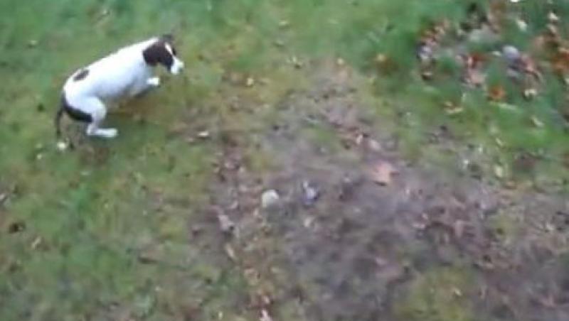 VIDEO! Vezi cum se joaca un caine cu ajutorul gravitatiei!