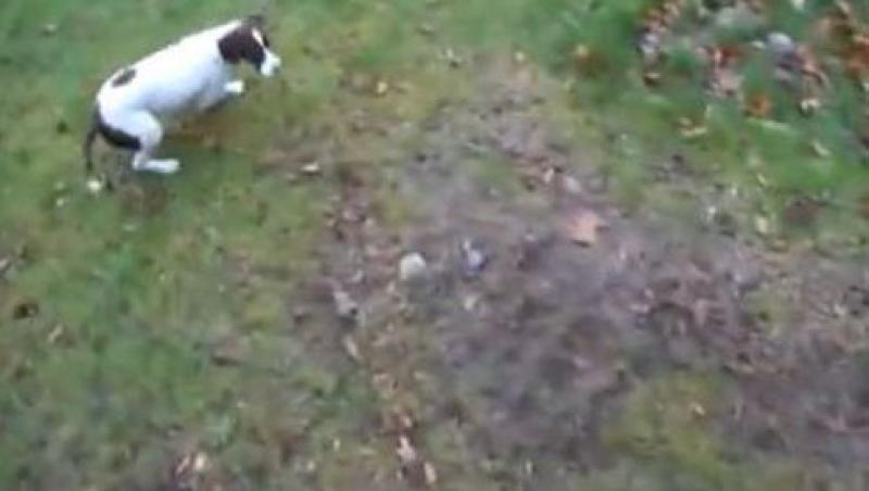 VIDEO! Vezi cum se joaca un caine cu ajutorul gravitatiei!