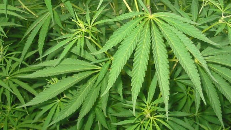 Marijuana provoaca incalzirea globala