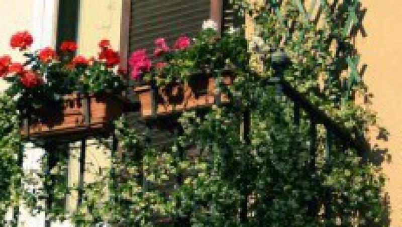 FOTO! Decoreaza-ti balconul cu flori!