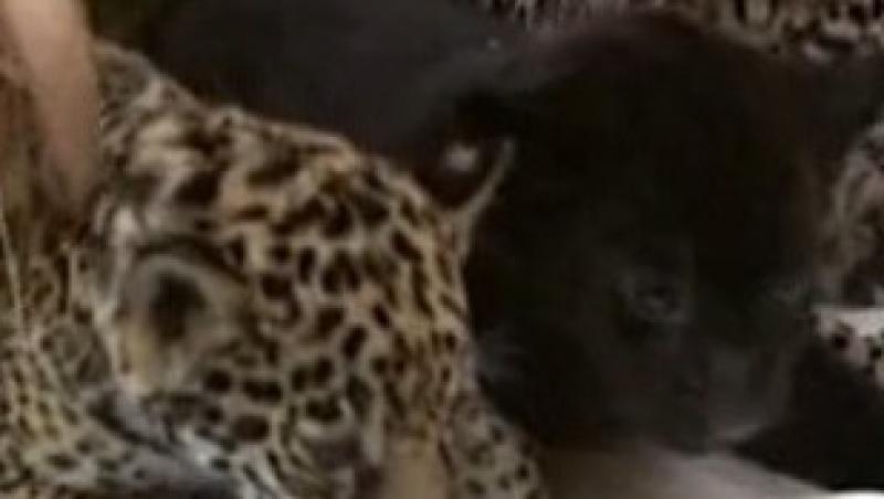 VIDEO! Sankt Petersburg: Pui de jaguar sarbatoriti la zoo