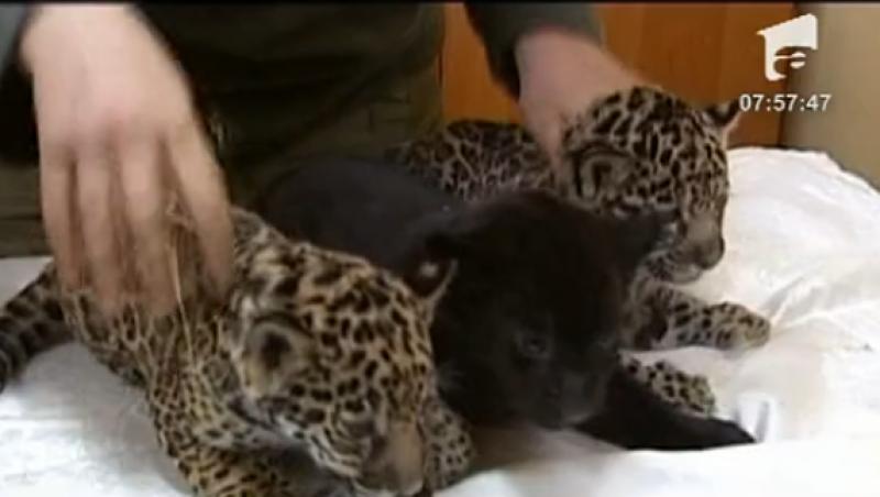 VIDEO! Sankt Petersburg: Pui de jaguar sarbatoriti la zoo