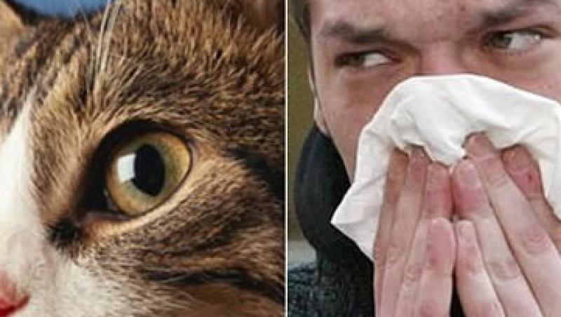 Cum faci fata alergiilor cauzate de pisica