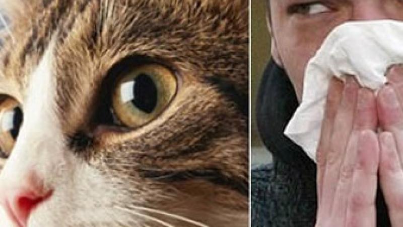Cum faci fata alergiilor cauzate de pisica