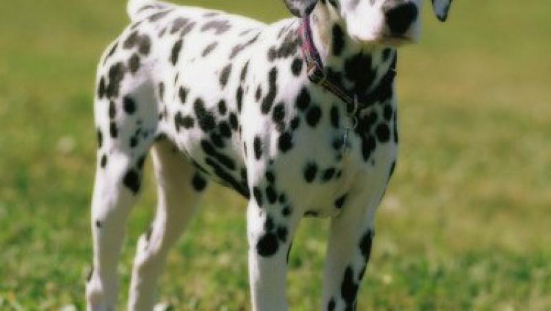 Cainele dalmatian - un animal de companie perfect