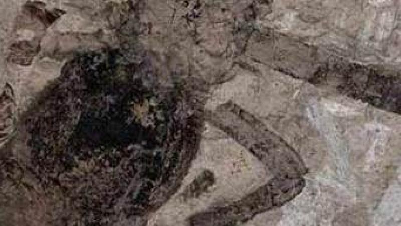 Paianjen conservat perfect timp de 165 de milioane de ani