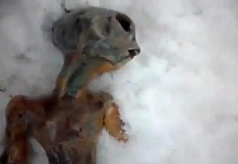 VIDEO! Imagini spectaculoase! Un extraterestru a fost descoperit intr-un oras din Siberia!