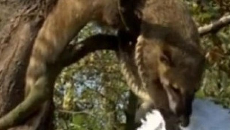 VIDEO! Surprize de Paste la Zoo Londra!