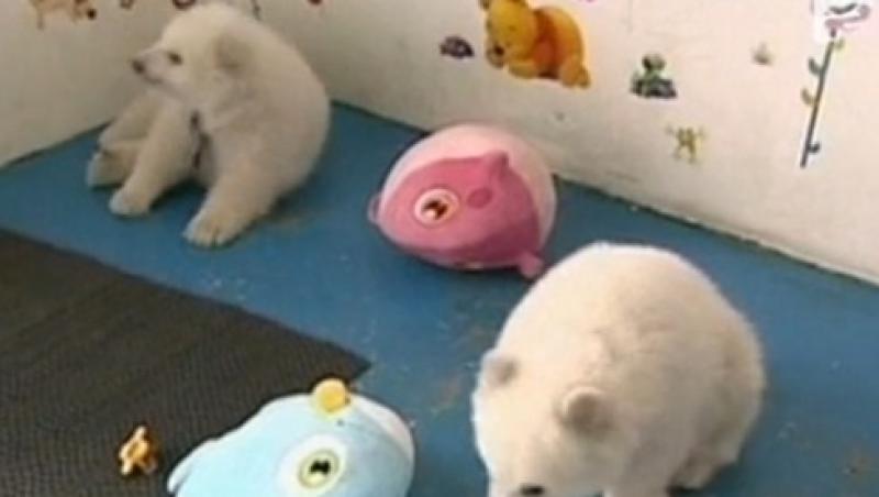 VIDEO! Doi ursi polari gemeni fac senzatie la o gradina zoo din China
