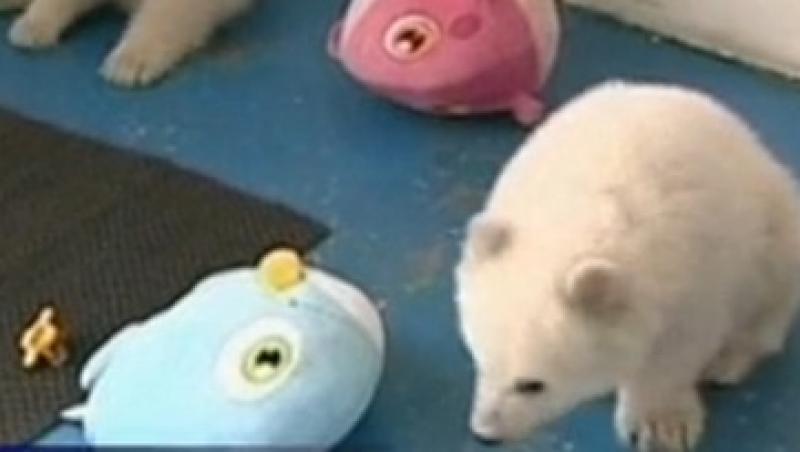 VIDEO! Doi ursi polari gemeni fac senzatie la o gradina zoo din China