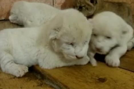 VIDEO! Serbia, patria leilor albi
