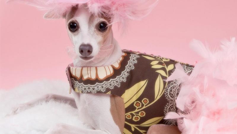 Dara Foster si arta de a crea haine pentru caini