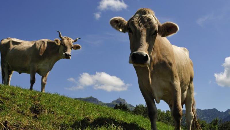 Made in China: vaci modificate genetic pentru a da lapte 