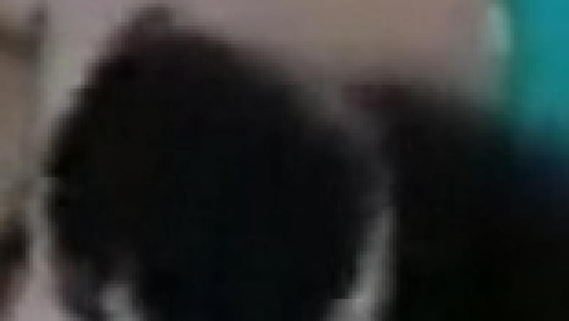 VIDEO! Prietenie fara granite: cainele care ingrijeste o pisicuta