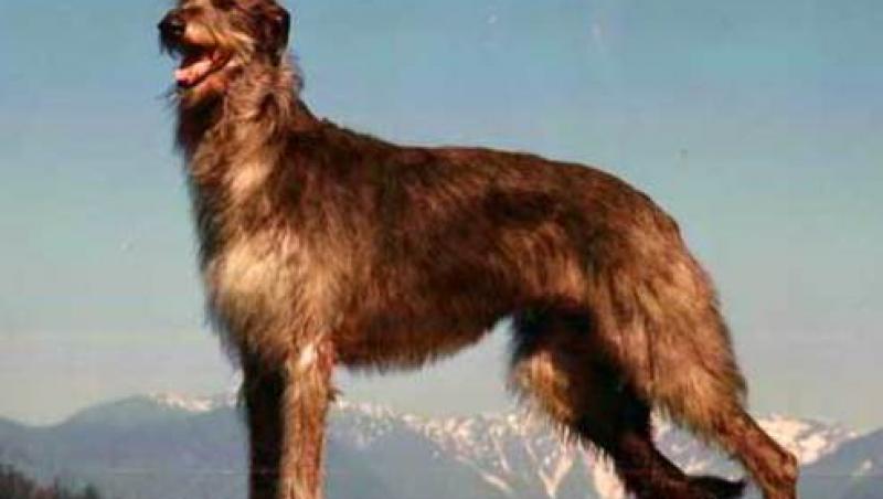 Scottish deerhound - un caine cu alura nobila