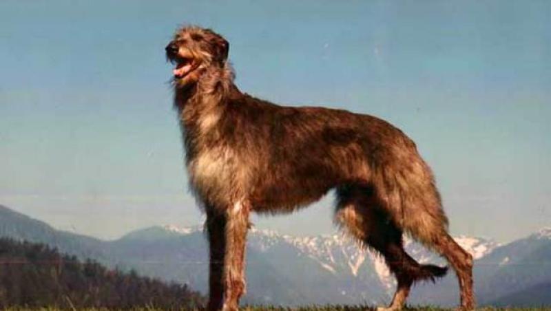 Scottish deerhound - un caine cu alura nobila