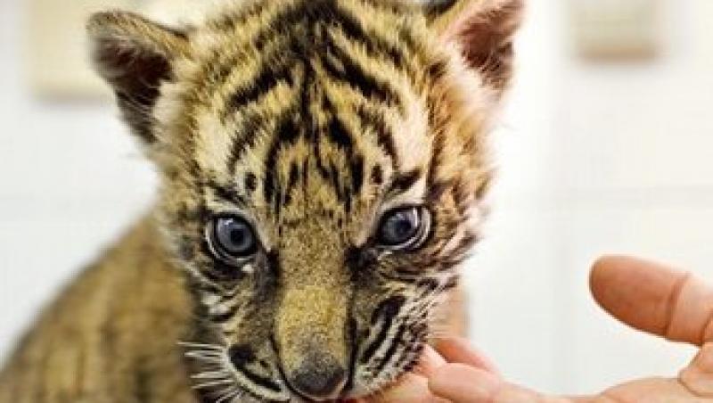 VIDEO! Un pui de tigru siberian face senzatie la o gradina zoologica din Ucraina!