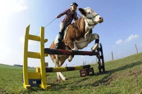 Marea Britanie: O vaca vrea sa fie cal: poate sa sara garduri