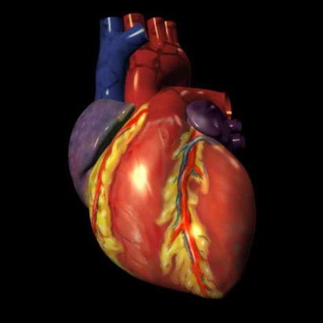 Premiera: Inima umana obtinuta in laborator