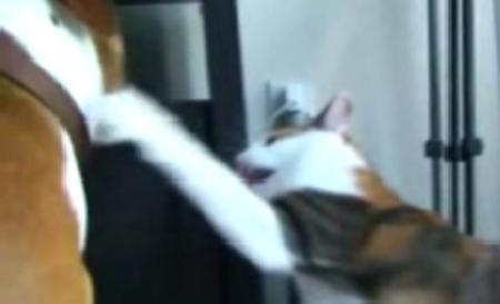 Video hilar: O pisica "palmuieste" un pitbull impertinent