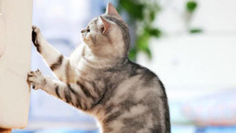 Ascutitul ghearelor - bucuria pisicii, problema stapanului