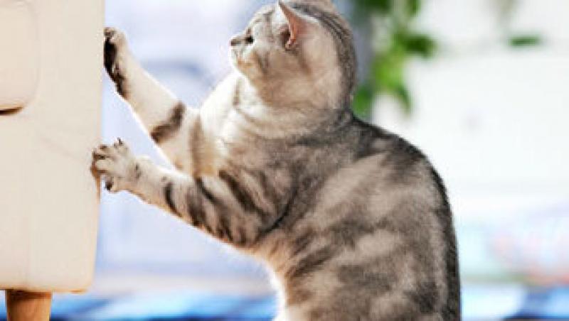 Ascutitul ghearelor - bucuria pisicii, problema stapanului