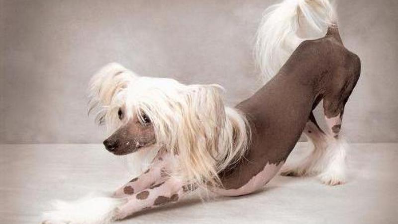 Chinese Crested, cainele cantaret