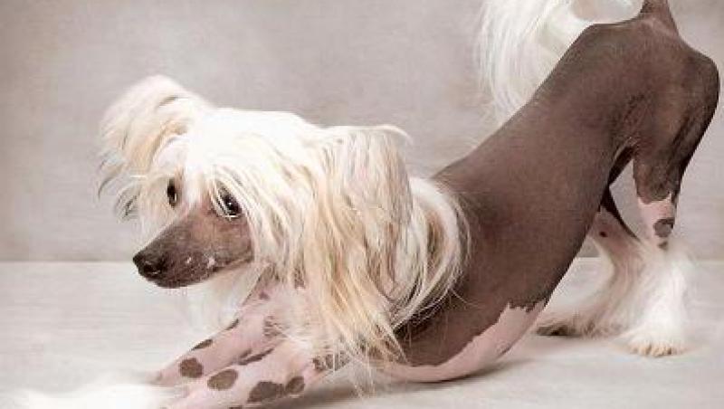 Chinese Crested, cainele cantaret