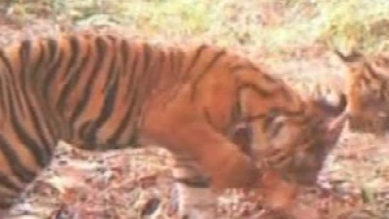 VIDEO! Tigri rari, filmati in jungla!