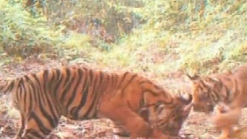 VIDEO! Tigri rari, filmati in jungla!