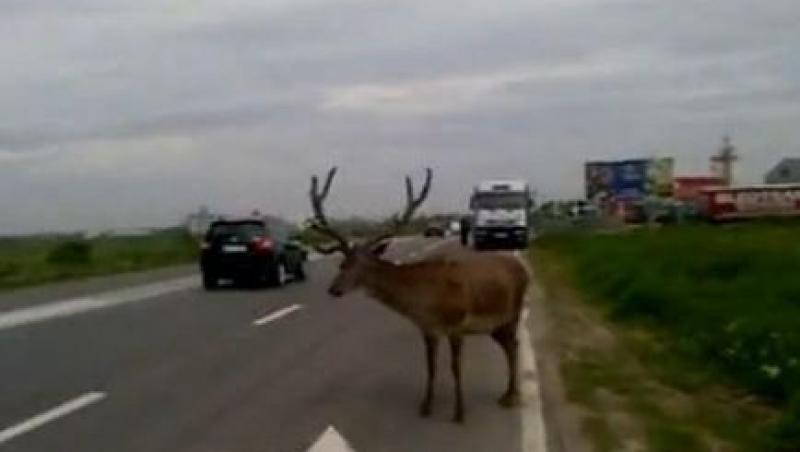 VIDEO! Un cerb carpatin s-a plimbat pe DN69, intre Arad si Timisoara