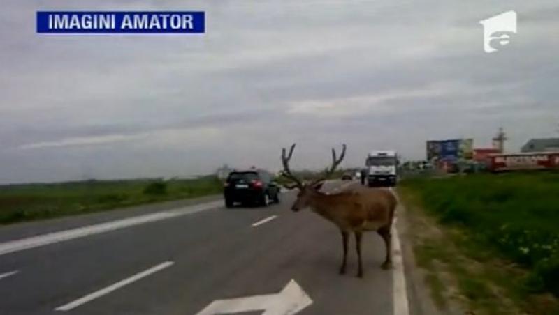 VIDEO! Un cerb carpatin s-a plimbat pe DN69, intre Arad si Timisoara