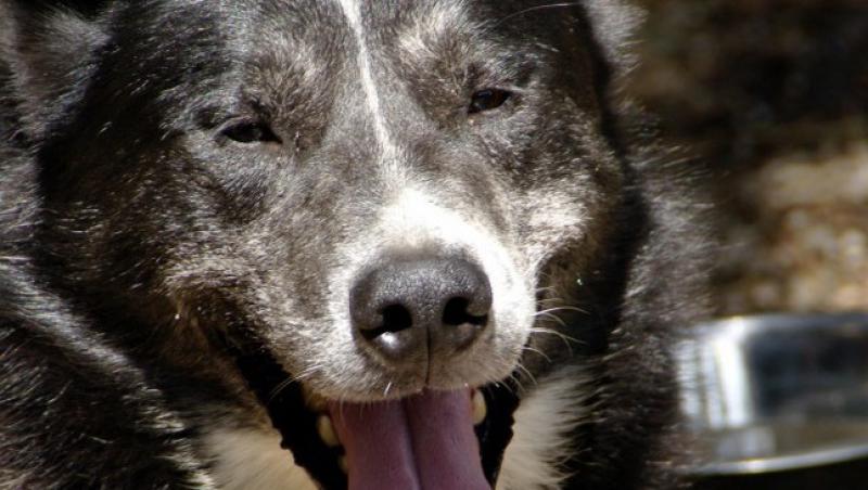 VIDEO! Macel la un adapost de caini din Botosani. Peste 200 de animale au fost ucise