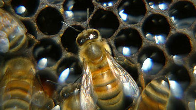 Studiu: Telefoanele mobile duc la moartea albinelor