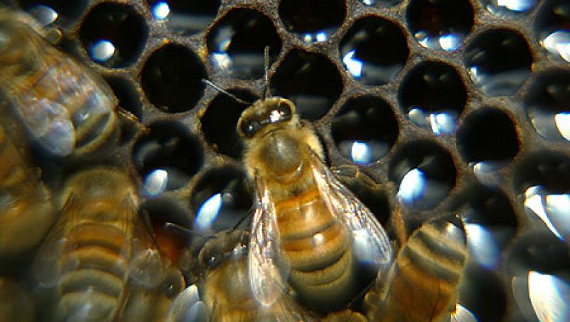 Studiu: Telefoanele mobile duc la moartea albinelor